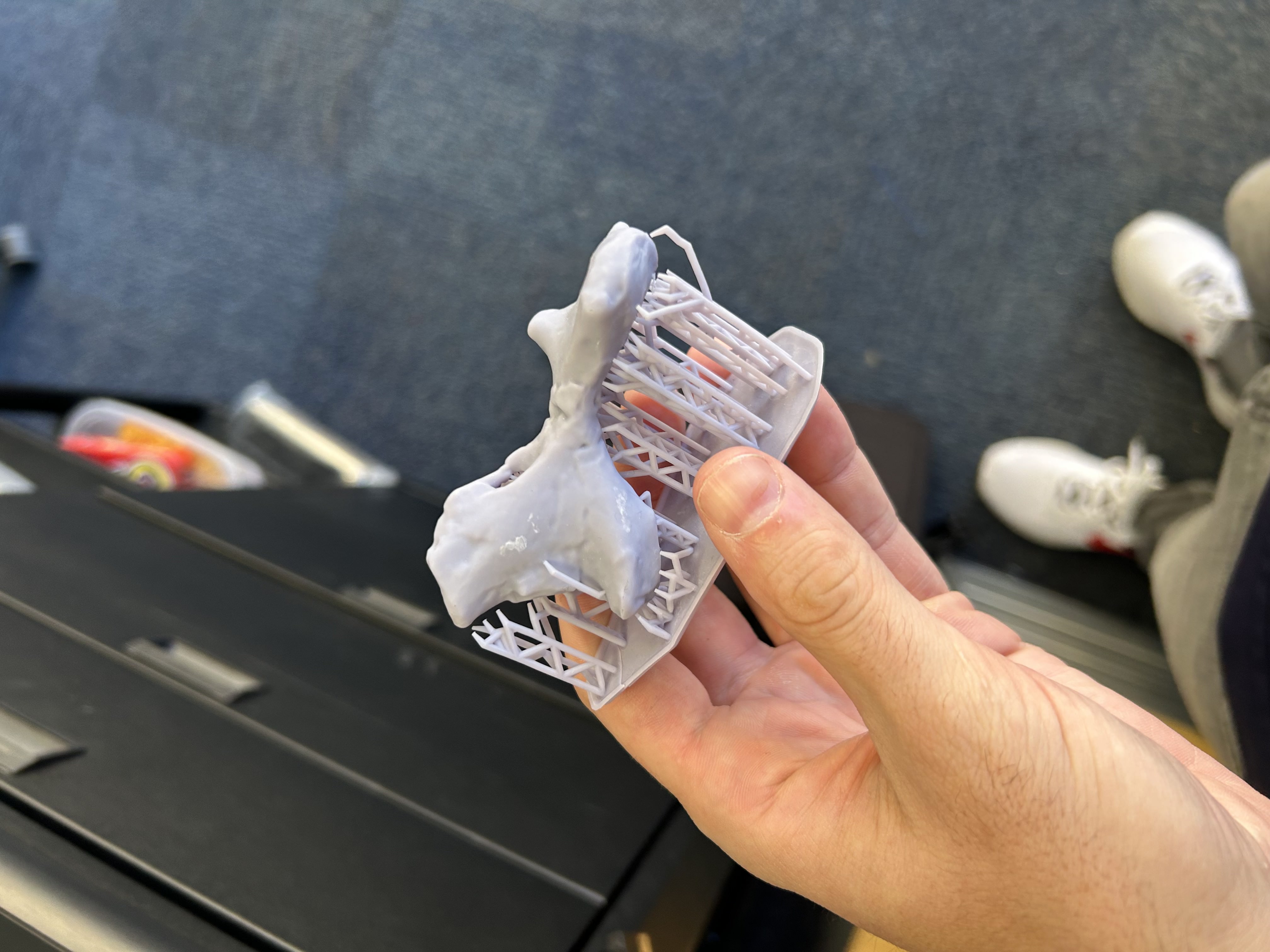 A 3d scan of a fossil on the computer screen